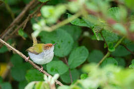 Common Tailorbird