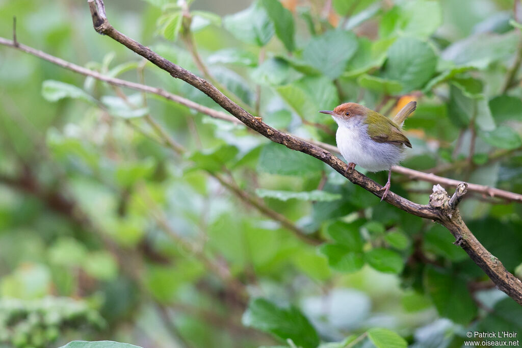 Common Tailorbird