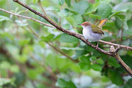 Common Tailorbird