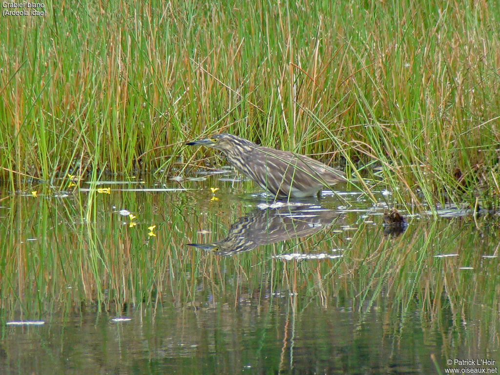 Malagasy Pond Heron