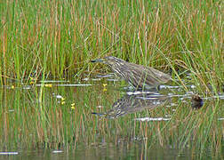 Malagasy Pond Heron