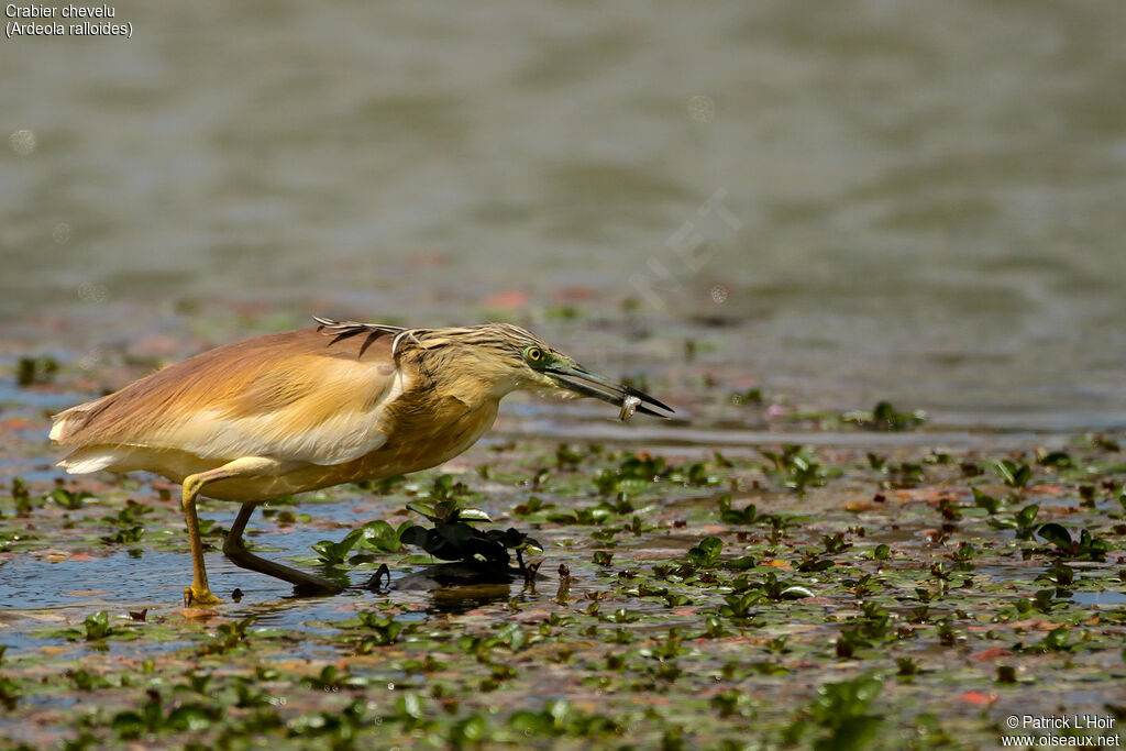 Squacco Heron, feeding habits