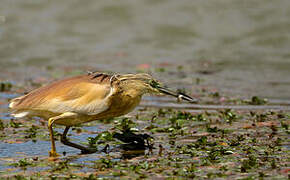 Squacco Heron