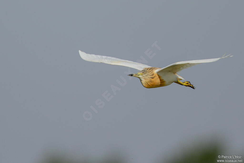 Squacco Heron