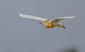 Squacco Heron