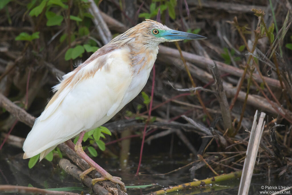 Squacco Heron