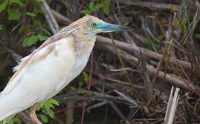 Squacco Heron