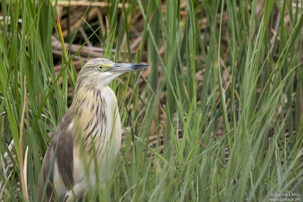 Crabier chevelu