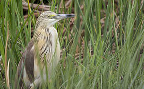 Squacco Heron