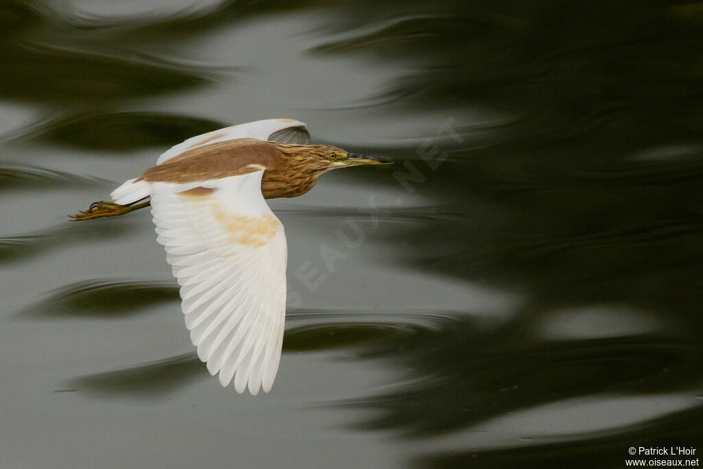 Squacco Heron