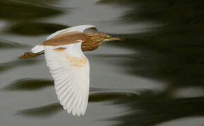 Squacco Heron