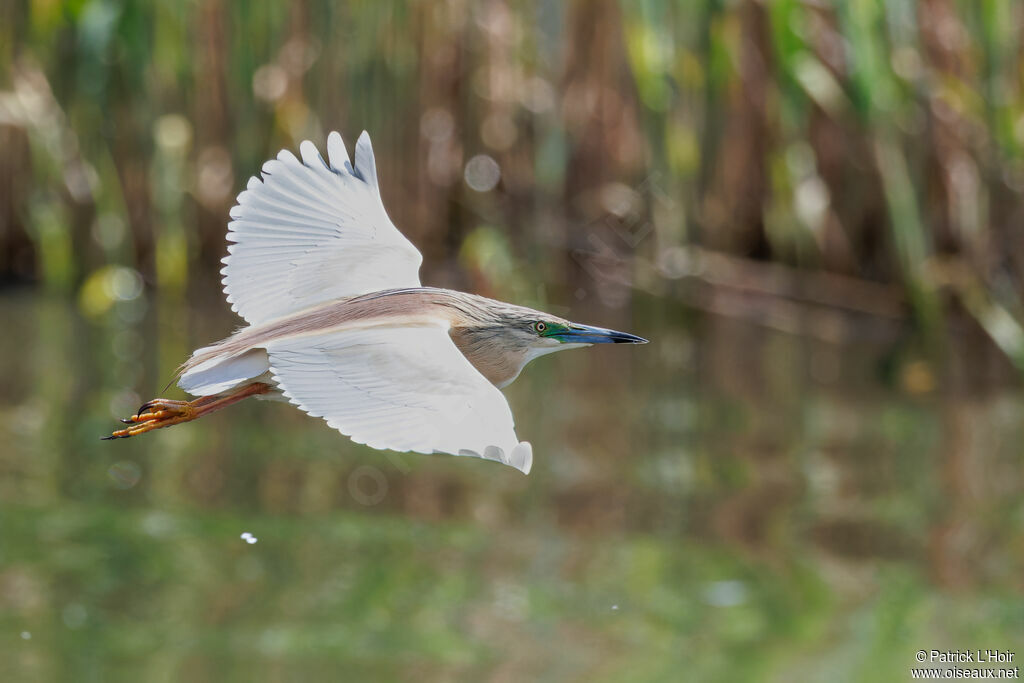 Squacco Heron