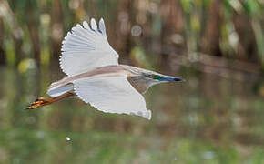 Squacco Heron