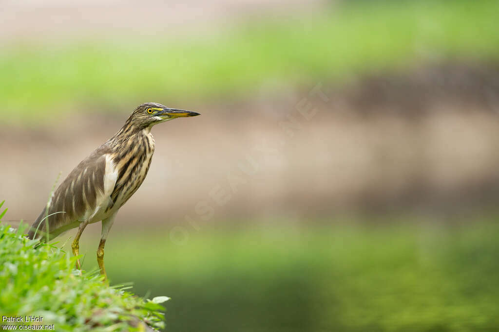 Indian Pond Heronadult post breeding, identification