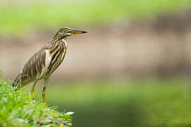 Indian Pond Heron