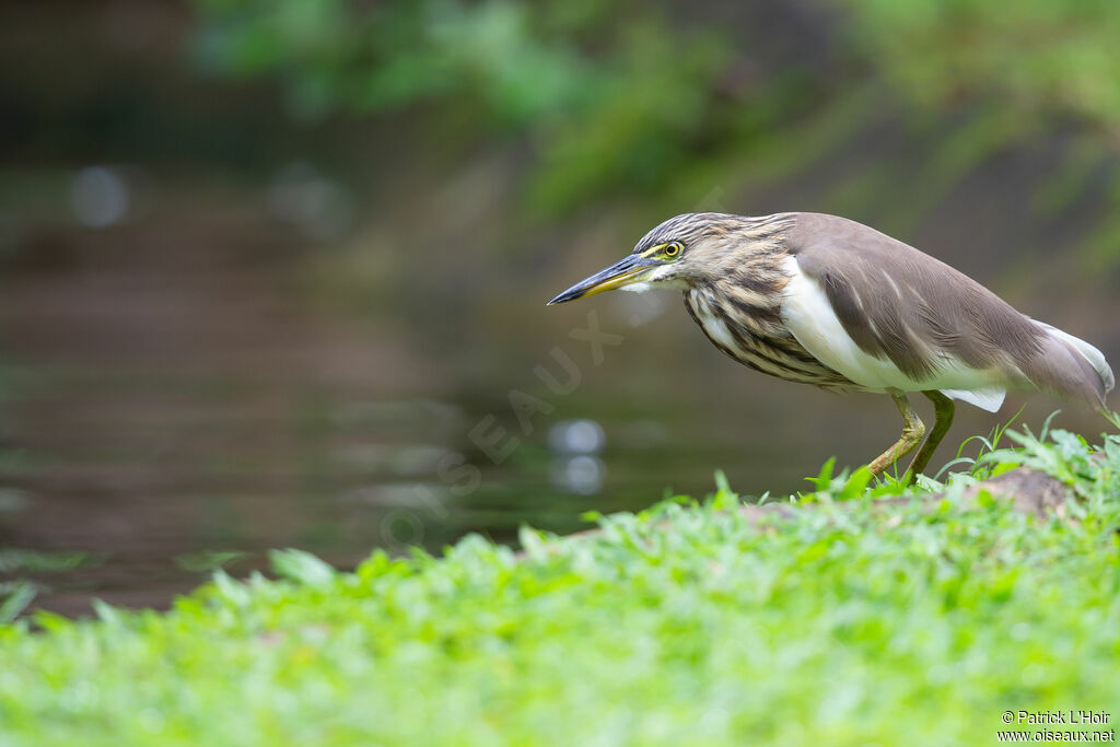 Indian Pond Heronadult