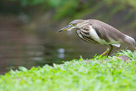 Indian Pond Heron