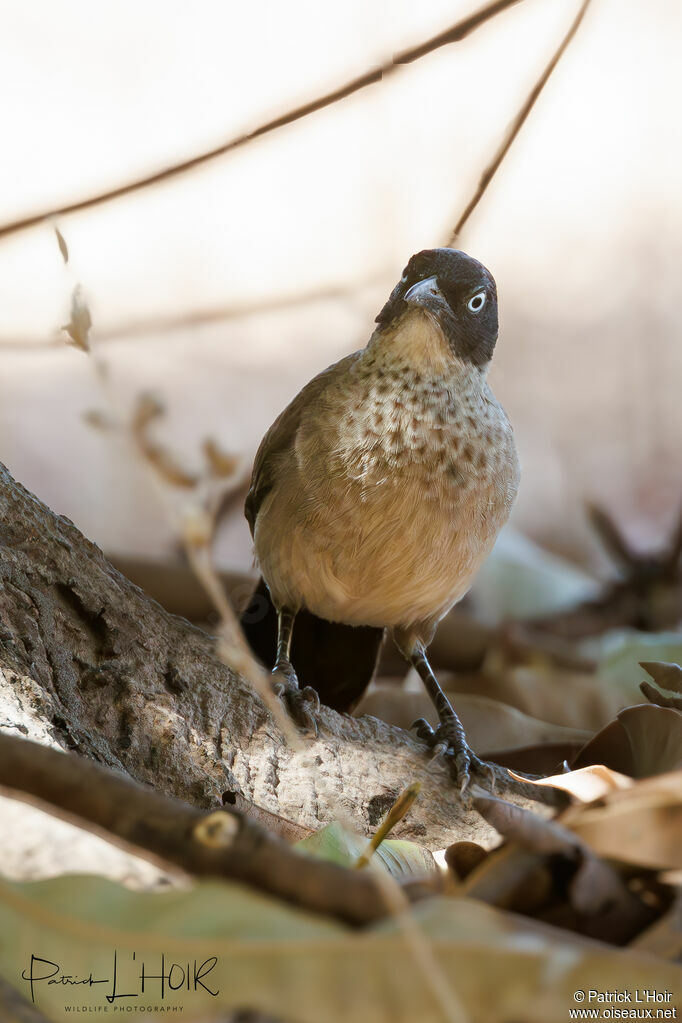 Blackcap Babbler