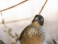 Blackcap Babbler