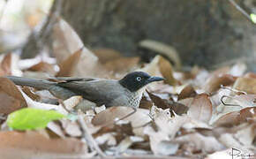 Blackcap Babbler