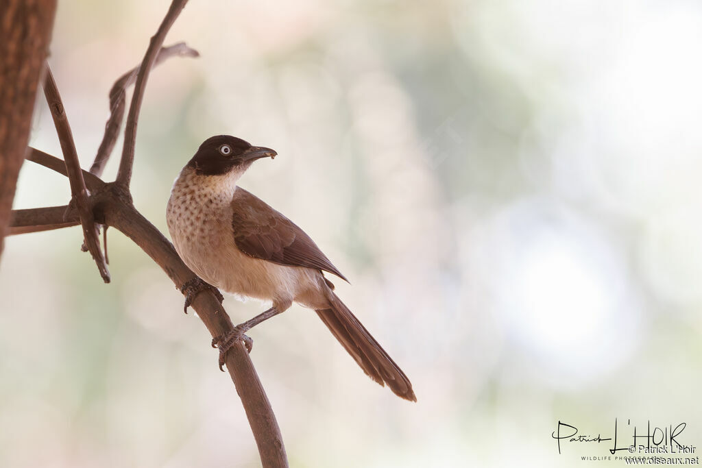 Blackcap Babbler