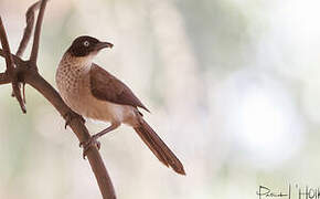 Blackcap Babbler