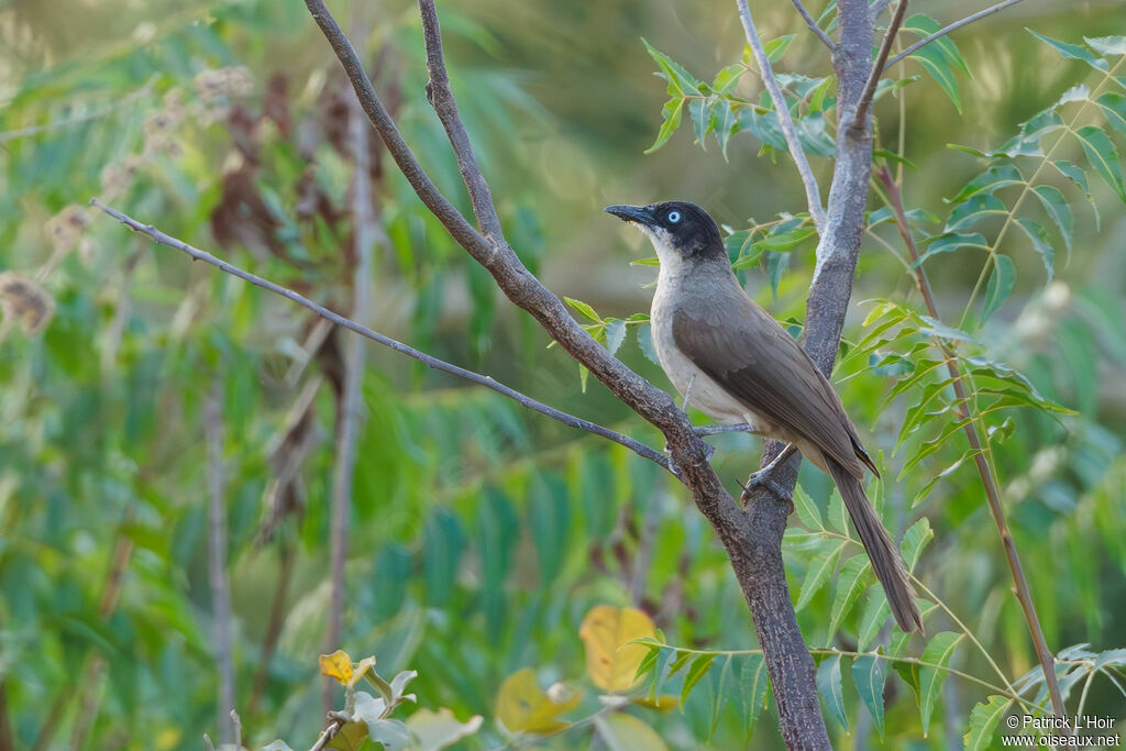 Blackcap Babbler