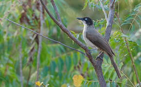 Blackcap Babbler