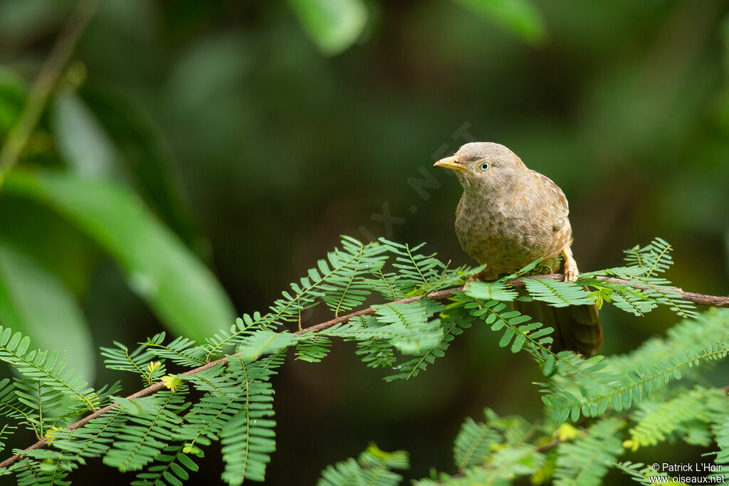 Yellow-billed Babbleradult