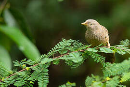 Yellow-billed Babbler