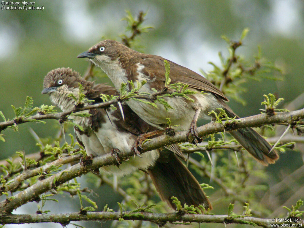 Cratérope bigarré