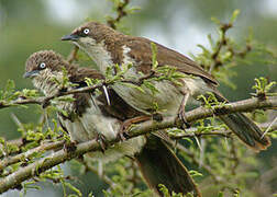 Northern Pied Babbler