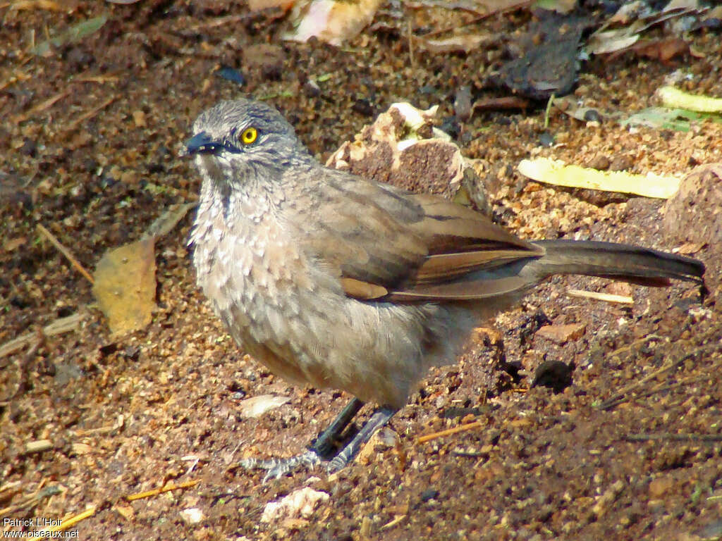 Brown Babblerimmature, identification