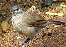 Brown Babbler