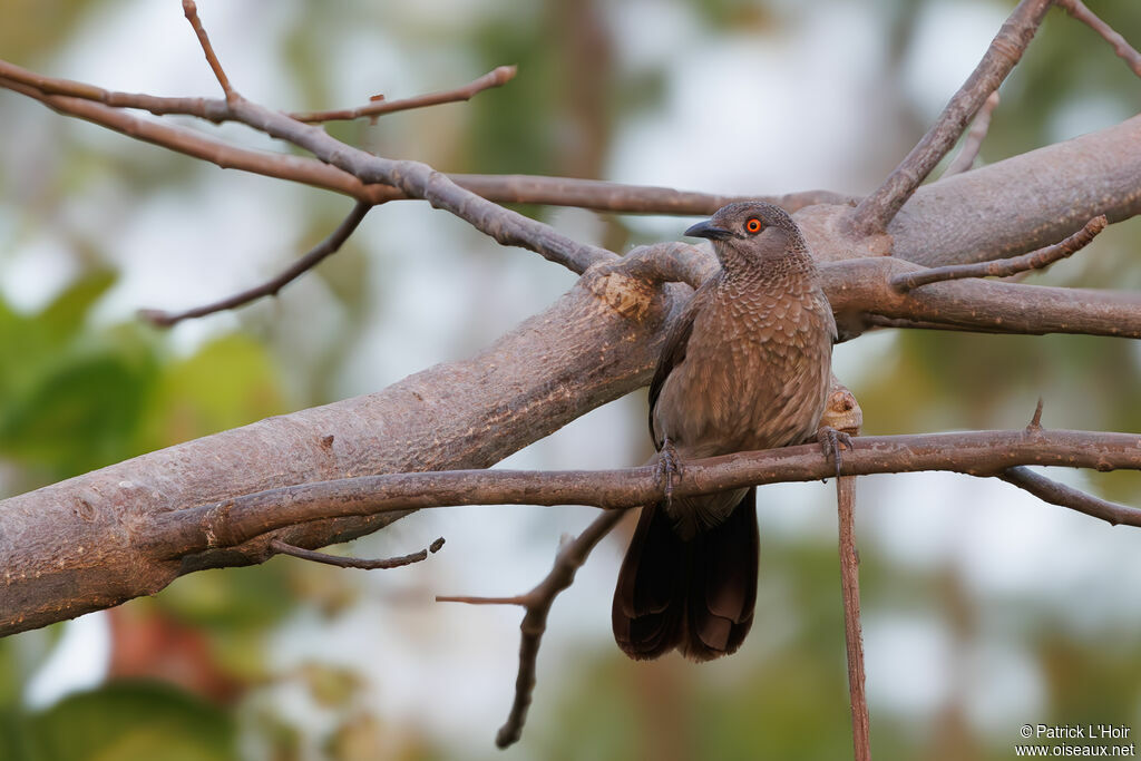 Brown Babbler