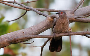 Brown Babbler