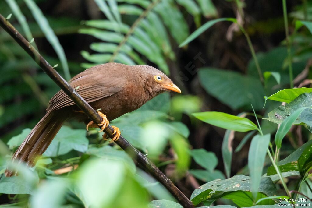 Orange-billed Babbler