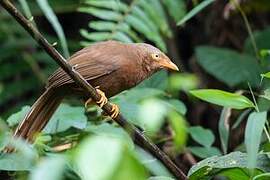 Orange-billed Babbler