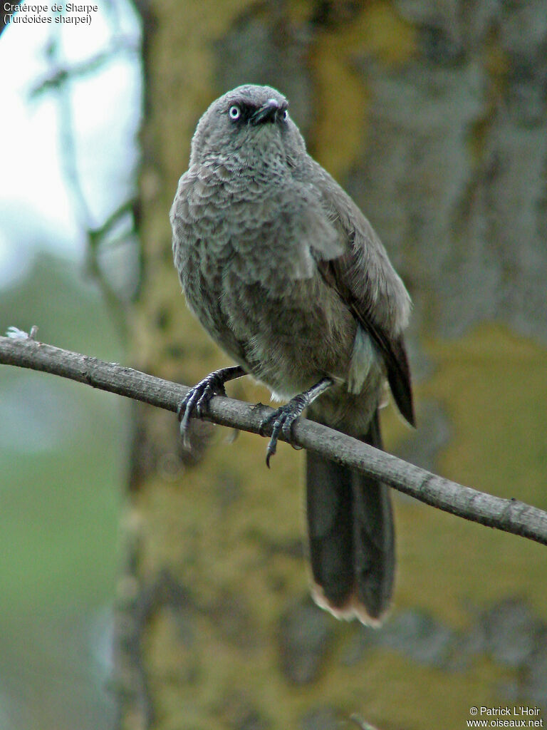 Black-lored Babbler