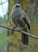 Black-lored Babbler