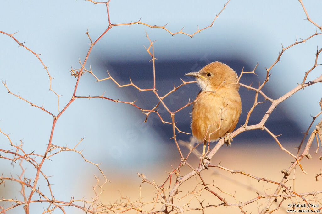 Fulvous Babbler