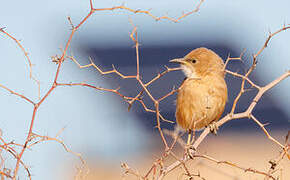 Fulvous Babbler