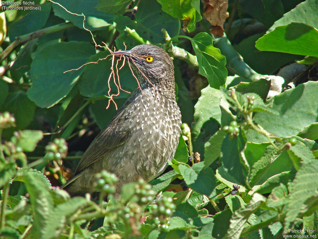 Arrow-marked Babbler