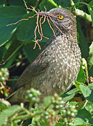 Arrow-marked Babbler