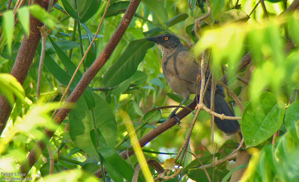 Scaly Babbleradult, identification