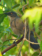 Scaly Babbler