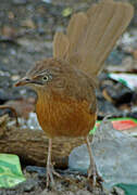 Rufous Chatterer