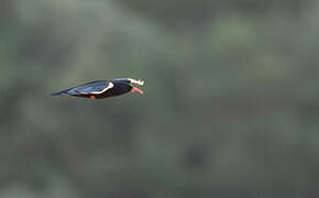 Red-billed Chough