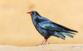 Red-billed Chough