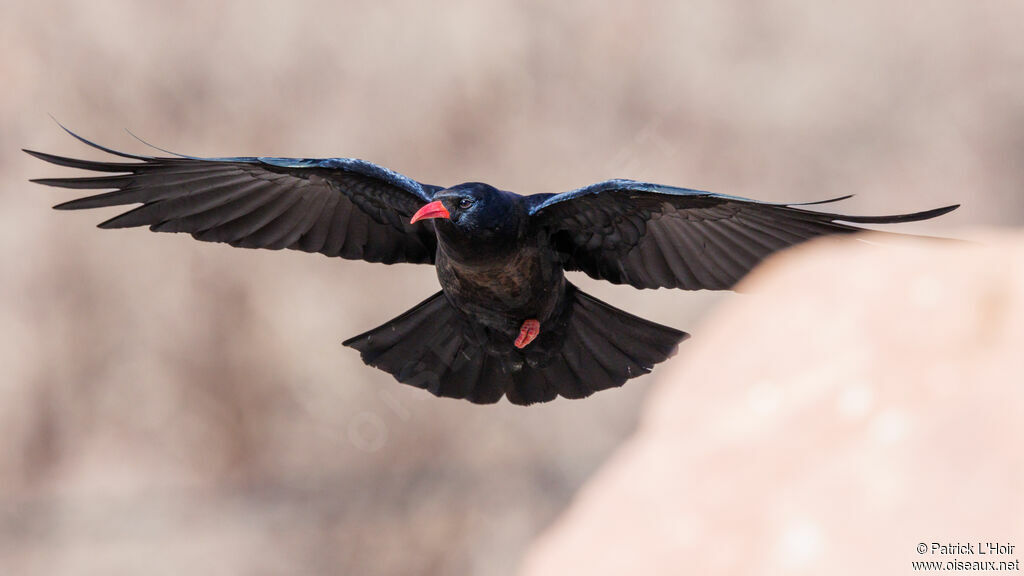 Red-billed Chough